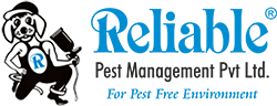 Pest Control Services in Pune | Reliable pest control.
